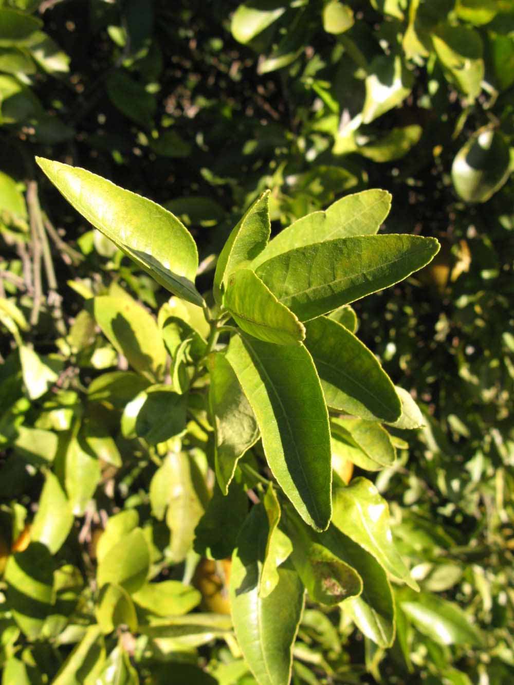            Sun leaves (Winter Haven, FL)   
